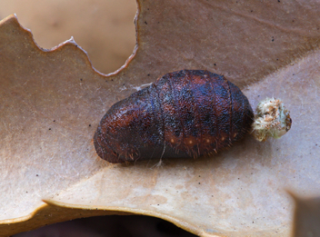 Henry's Elfin chrysalis